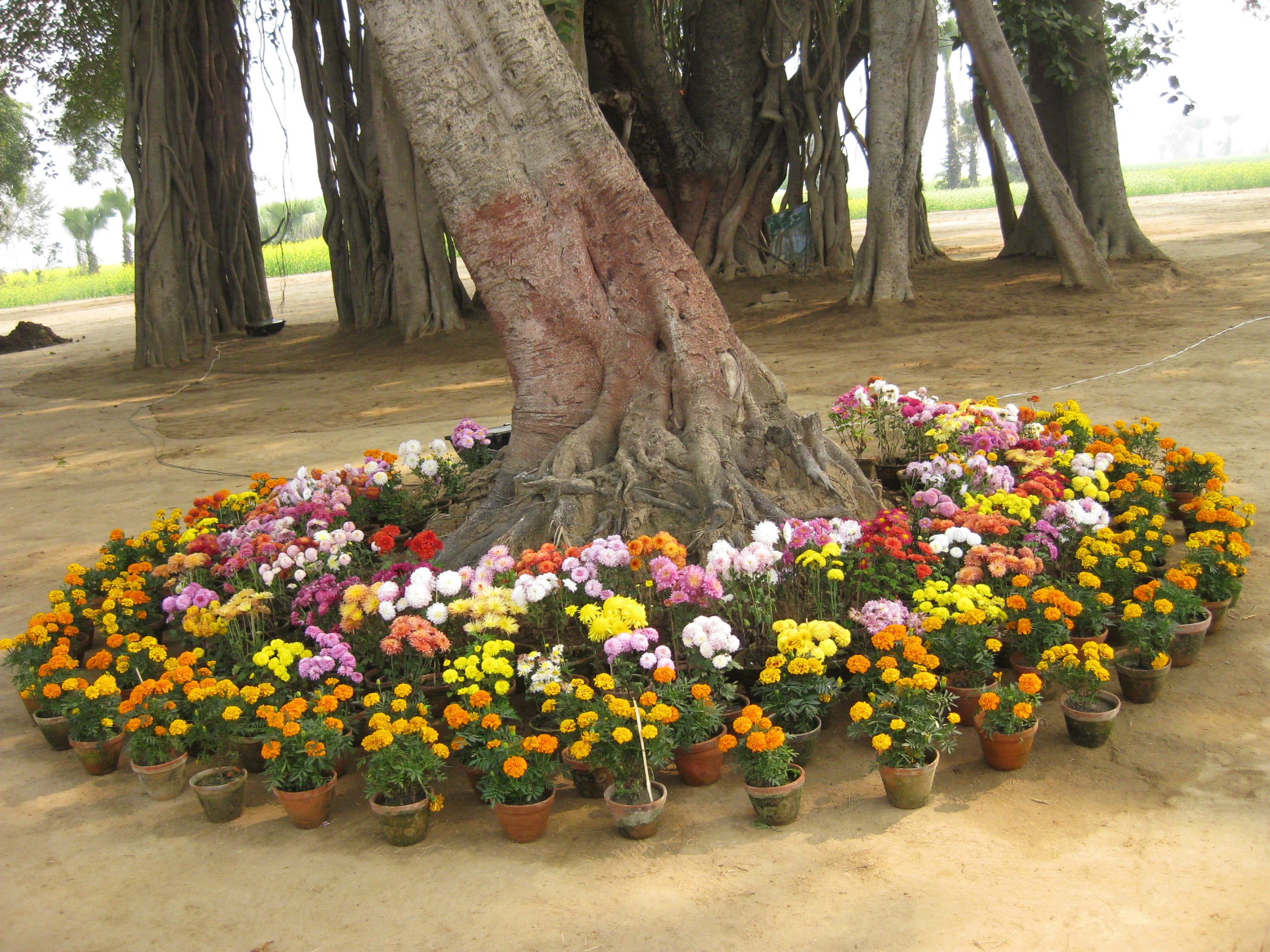 IMG_3536 copy.jpg